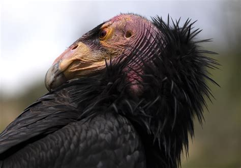 Condor's Flight: Unveiling the Mysteries of an Ancient Columbian Legend!